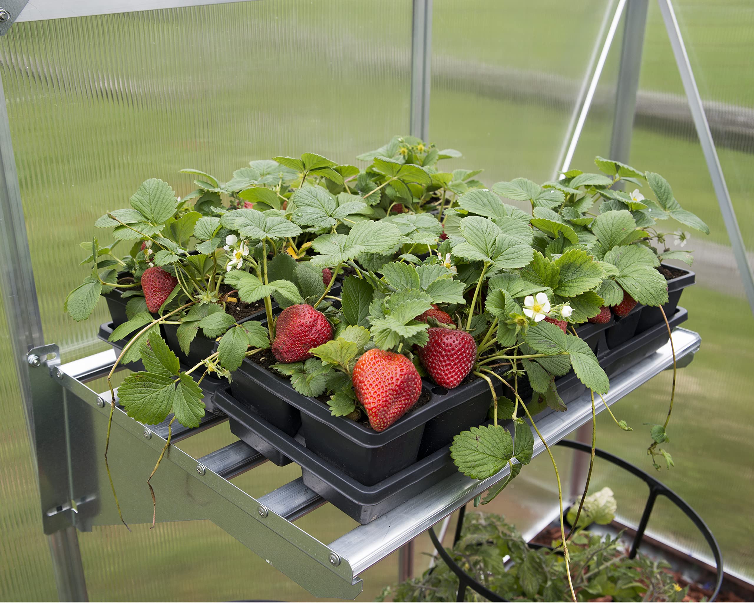 Palram - Canopia Heavy Duty Greenhouse Shelf Bundle (4 piece) - Image 7
